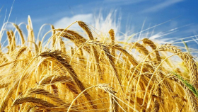 Ткачев озвучил цифры минимального урожая зерна в этом году