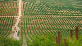 Кубань в текущем году получила более 381 миллиона на развитие виноградарства