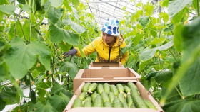 Урожай овощей и бахчевых в Астраханской области вырос на 20 процентов