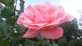 Мордовия вырастит в 2019 году 44 миллиона роз