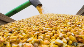Китай может выйти на рекордный импорт кукурузы