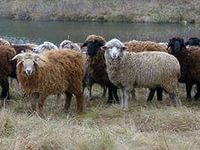 В РК запустят программу по поддержке овцеводства