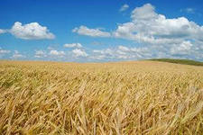 Не менее 3 миллионов тонн зерна намерены собрать в Волгоградской области