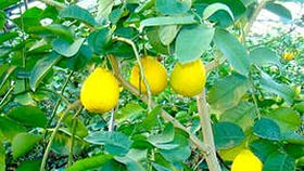 Башкирские тепличиники вырастили более 20 тонн лимонов