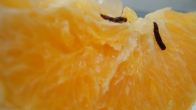 Через НМТП не пустили около 27 тонн зараженных апельсинов