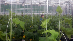 «Технологии тепличного роста» строит новый овощной комплекс