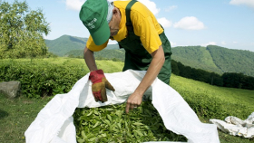 На Кубани создан первый чайный кооператив