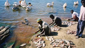 Структуры ООН и России заключили соглашение о переработке рыбы в Эфиопии