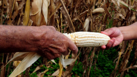 Новые биообогащенные зерновые улучшат здоровье людей во всем мире
