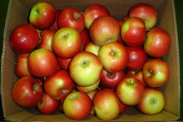 Россельхознадзор не пустил в Псков польские яблоки под видом стройматериалов