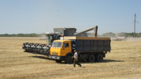 Зерновые в Ростовской области начали стремительно дешеветь
