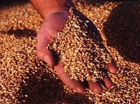 В Оренбургской области намолот зерна вырос в 2 раза от показателей прошлого года