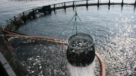 На Дальнем Востоке на торги выставят треть участков для развития аквакультуры