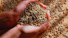 Иордания закупила на тендере 50 тыс. тонн пшеницы