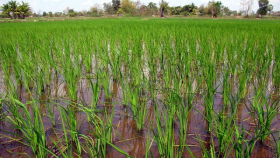 В Дагестане началась уборка риса