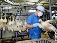 Из-за птичьего гриппа временно ограничены поставки птичьего мяса в Россию из Калифорнии