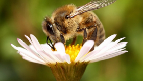 В Германии приняли решение по поводу неоникотиноидов для пчел
