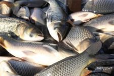 В Тульской области появится селекционное достижение в сфере рыбоводства