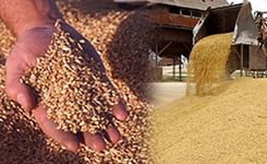 Зерно из Ставропольского края пользуется большим спросом