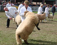 Три хозяйства КБР представят своих овец на выставке в Элисте