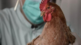 Россельхознадзор выявил новый очаг птичьего гриппа в Подмосковье
