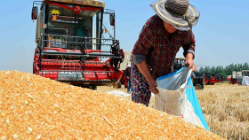 Эксперт: Бразилия перестанет покупать российскую пшеницу