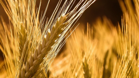 На Чикагской бирже пшеница растёт в ожидании снижения запасов