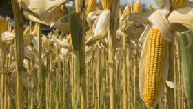 «СовЭкон»: в следующем сезоне может вырасти спрос на кукурузу из РФ