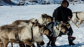 Стратегию развития оленеводства разработают в Ненецком АО