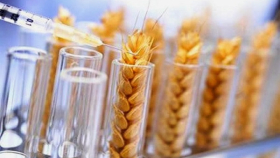 Зерновой союз просит разрешить посев в России культур с ГМО