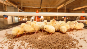 РСХН рассказал об изменении правил поставки цыплят и инкубационных яиц