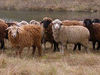 Племхозяйства Краснодарского края получили награды на выставке овец в Элисте