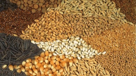 В Дагестане нашли 210 нарушений при реализации семян 