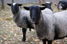 Чувашский фермер разводит романовских овец
