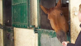 Немецкие коневоды страдают из-за нехватки сена