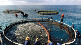 Калининградские производители рыбы наладили экспорт в Евросоюз