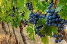 Андрей Волков осмотрел виноградники Южного Дагестана