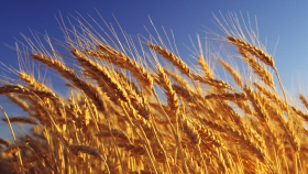 В РЗС не исключили отмену экспортной пошлины на пшеницу