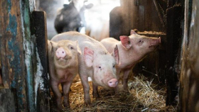 На свинокомплексе Группы «Черкизово» уничтожат около 15 000 больных свиней