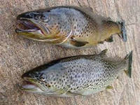 Более 600 000 краснокнижных лососей выпущено в реку Терек