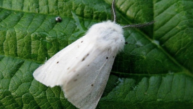 В Севастополе сдерживают распространение американской белой бабочки