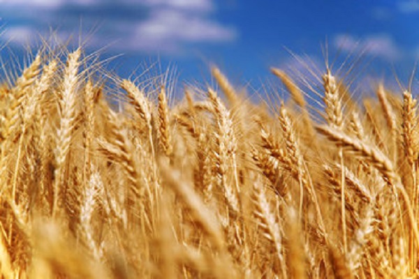 В России намолотили около 6 миллионов тонн зерна
