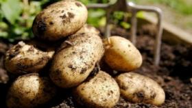 Россельхознадзор поедет проверять безопасность египетского картофеля