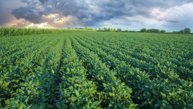 В 2018 году Кубань увеличит посевы многолетних трав и бобовых до 12%