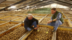 2 млн т картофеля в РФ пропали из-за дефицита хранилищ