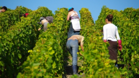 Московский бизнес приступил к разбивке виноградников в Крыму