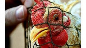 На Кубани обнаружен новый очаг птичьего гриппа