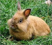 В Ростовской области расширились мощности по производству кроликов