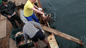 На Камчатке впервые изучат краба-стригуна в Кроноцком заповеднике