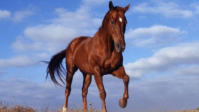 Поголовье лошадей в России выросло до 1,4 миллиона